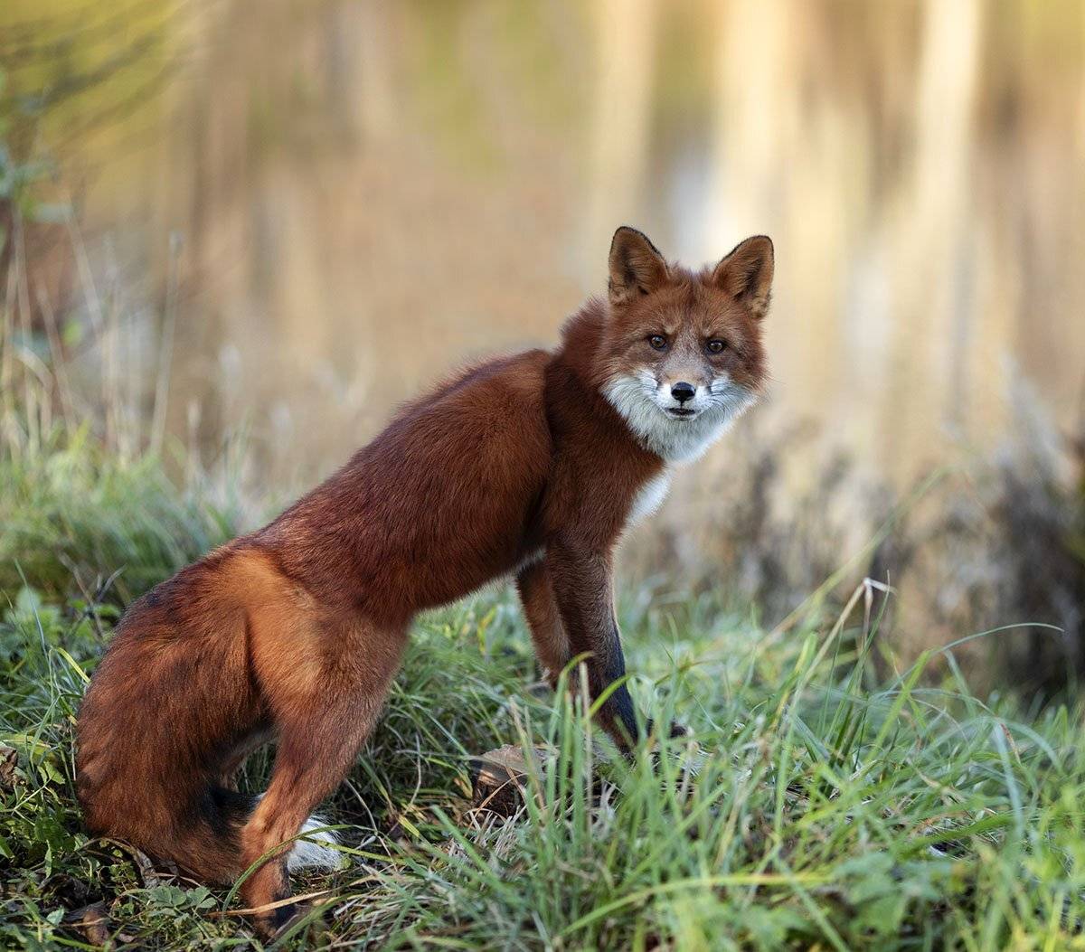 лиса,животное,красота,осень,природа,foxy, wildlife, animal,red fox, nature, Юлия Стукалова