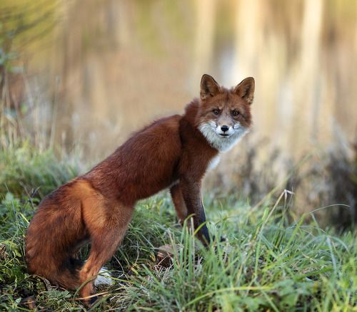 Красавец Лис