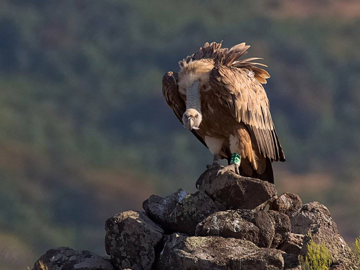 , Георги Славов