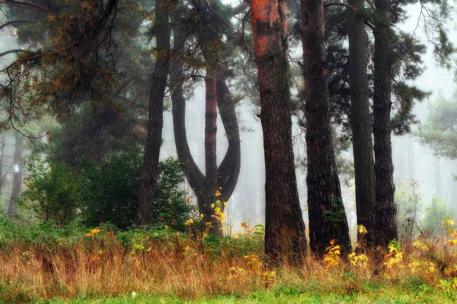 осень лес туман, Иванчиков Дмитрий