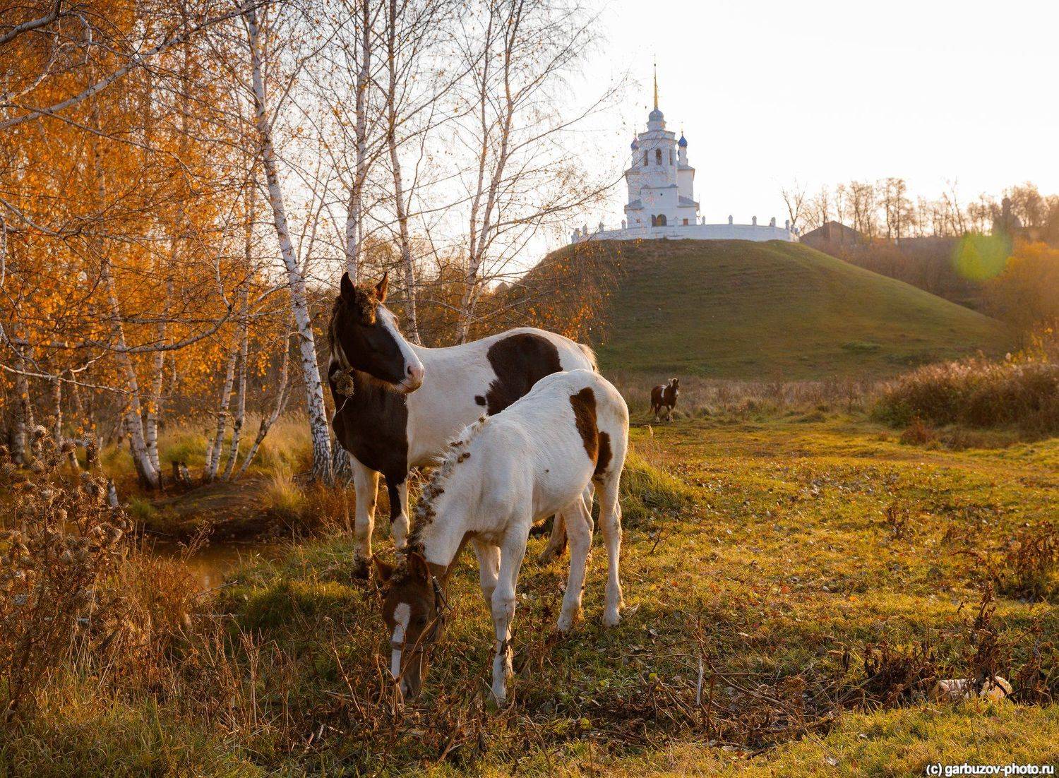 , Гарбузов Илья