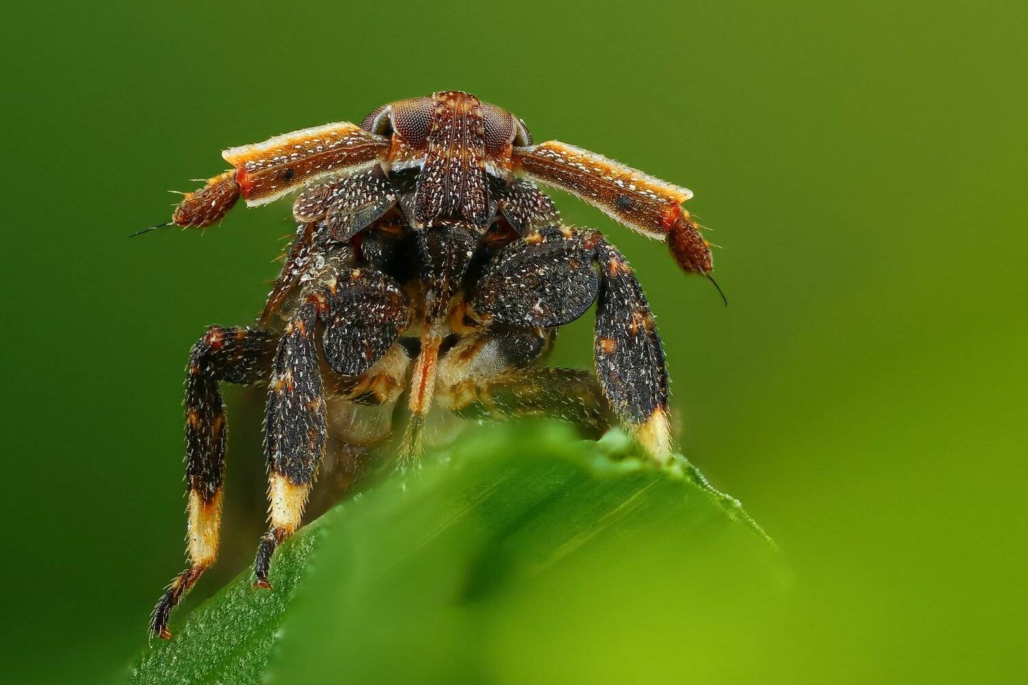 насекомое,макро,природа,усы,цвет,зеленый,растение, Андрей Шаповалов