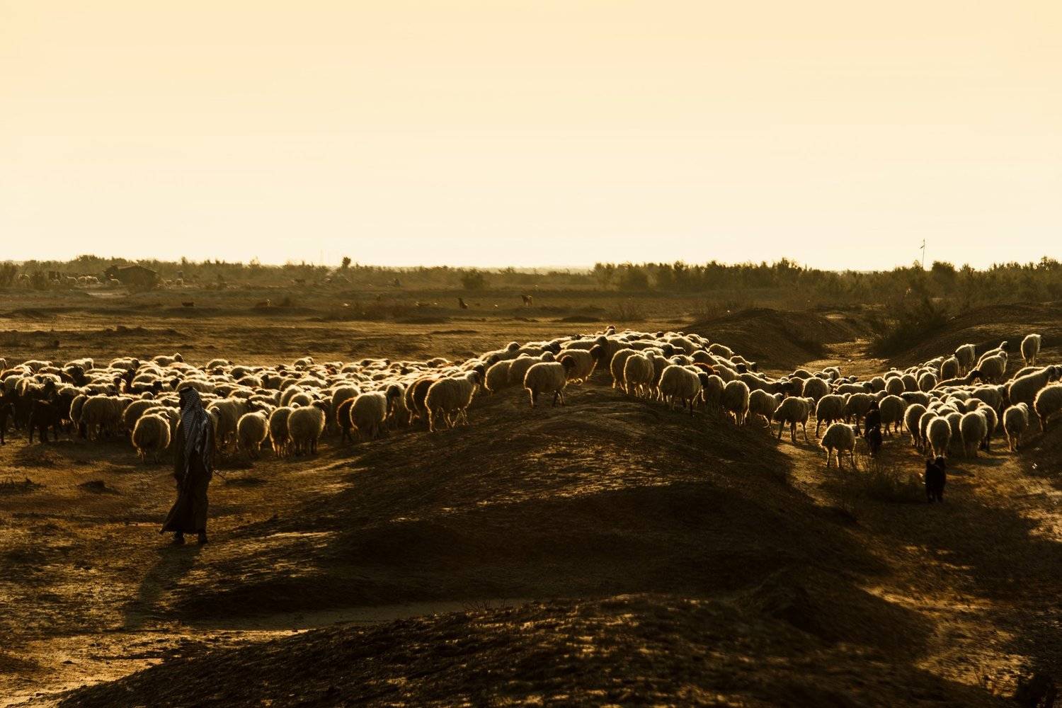 heritage,Colored,orange,Iraq,man, hussein