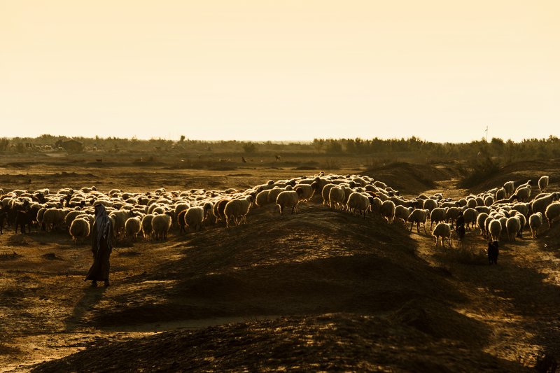 heritage,Colored,orange,Iraq,man  golden line фото превью