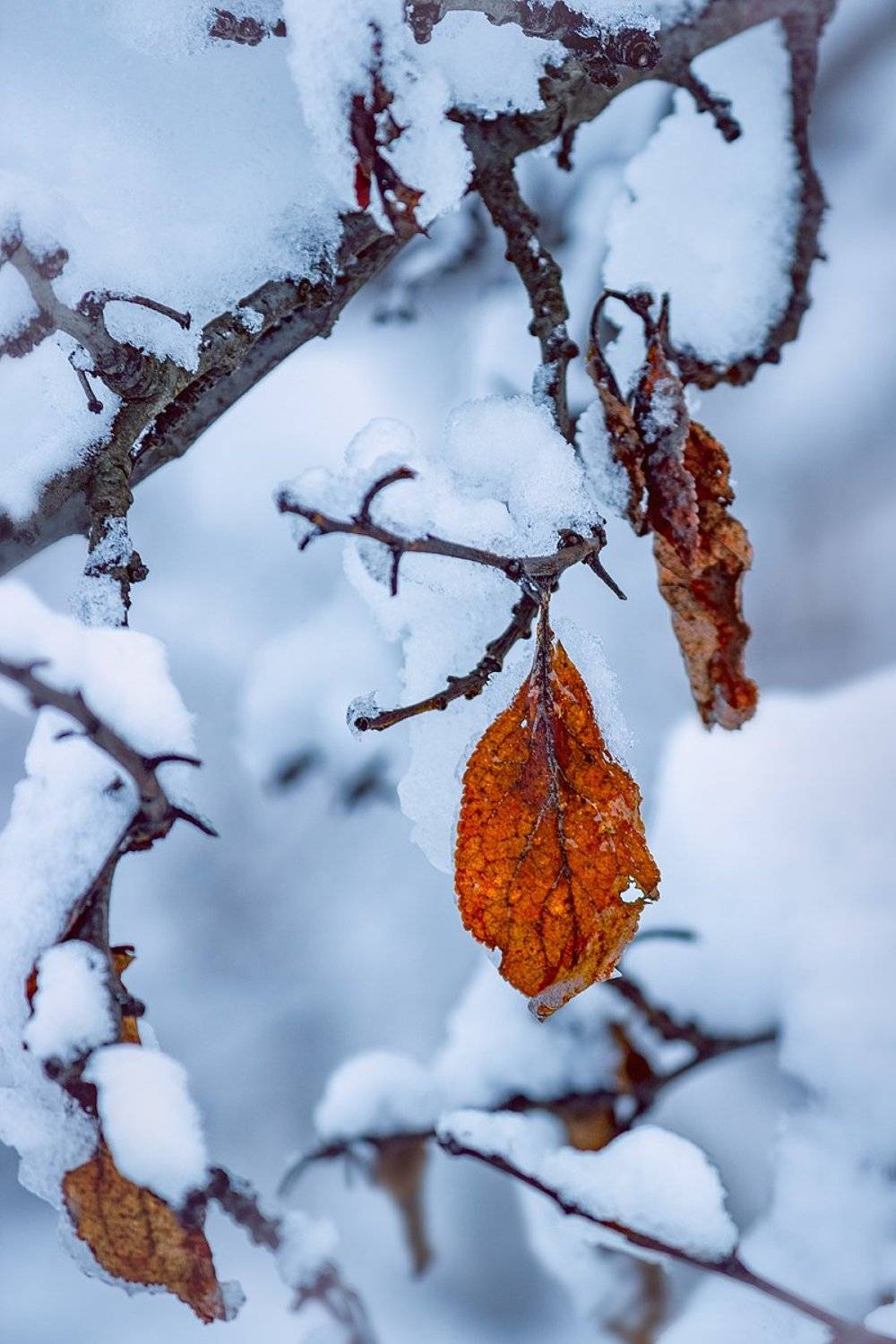 canon 55-250, beautiful, красивый, moment, момент, nature, природа, winter, зима, зимний, leaves, листья, branches, ветки, snowy, снежно,, Наталья Терентьева