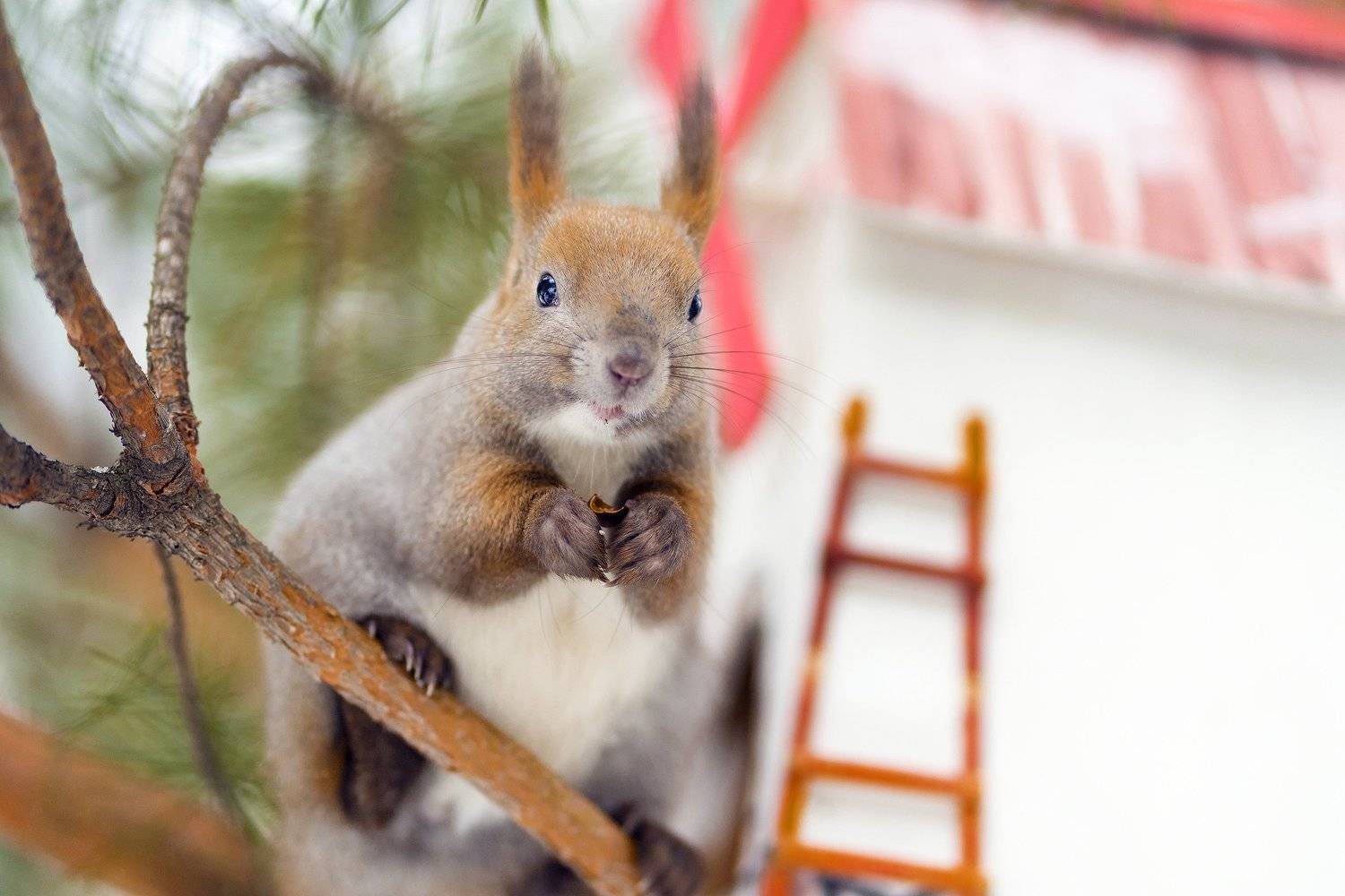 белка, Цвелёв Дмитрий