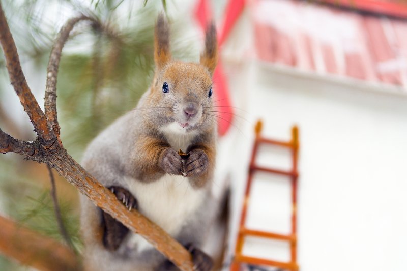 белка *** фото превью