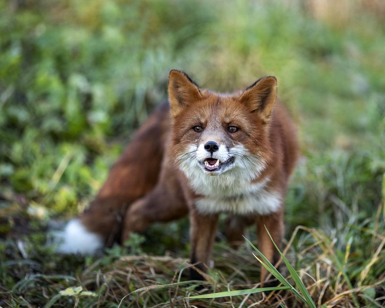 лиса,рыжая,животное,любопытство,осень,природа,foxy, wildlife, animal,red fox, nature, Юлия Стукалова