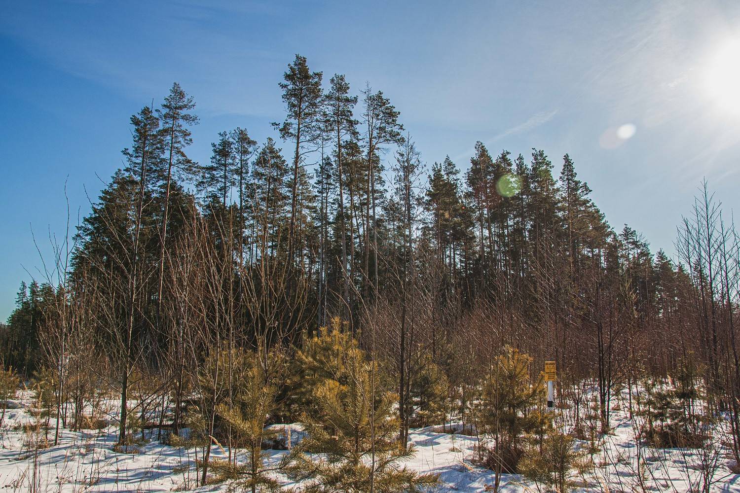 пейзаж, кулебаки, landscape, winter, зима, деревья, снег, snow, день, day, солнце, sun, Владимир Васильев