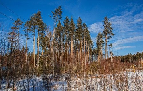 И снова сосны)))...В окрестностях гог. Кулебаки...
