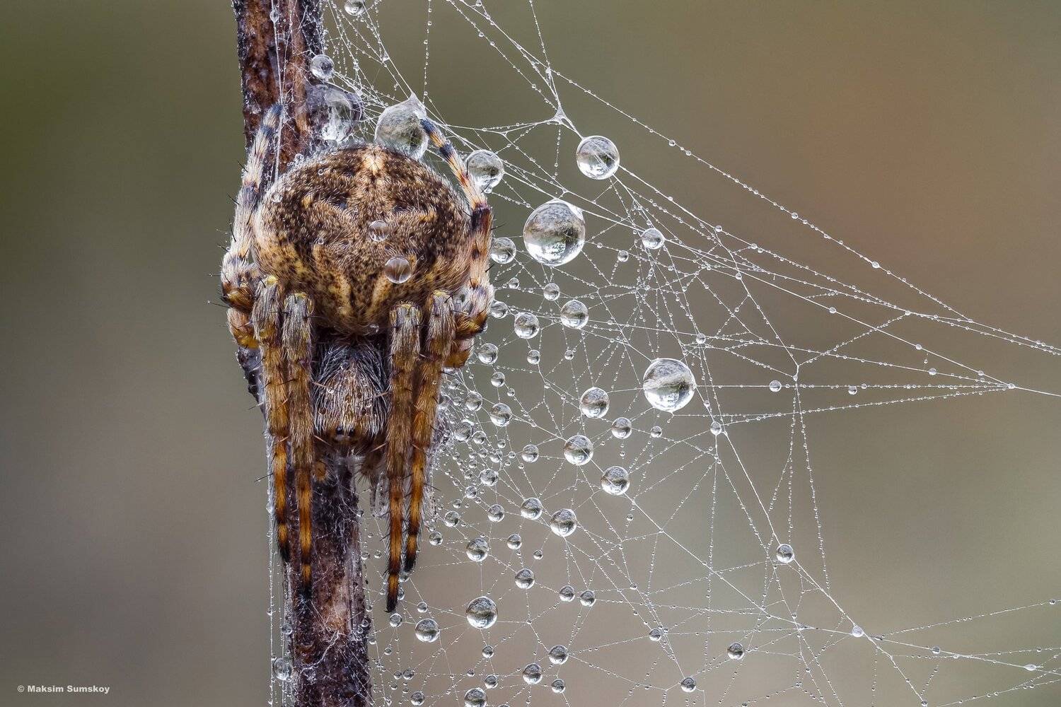 макро,стекинг,вега-11у,роса,рассвет, Максим Сумской