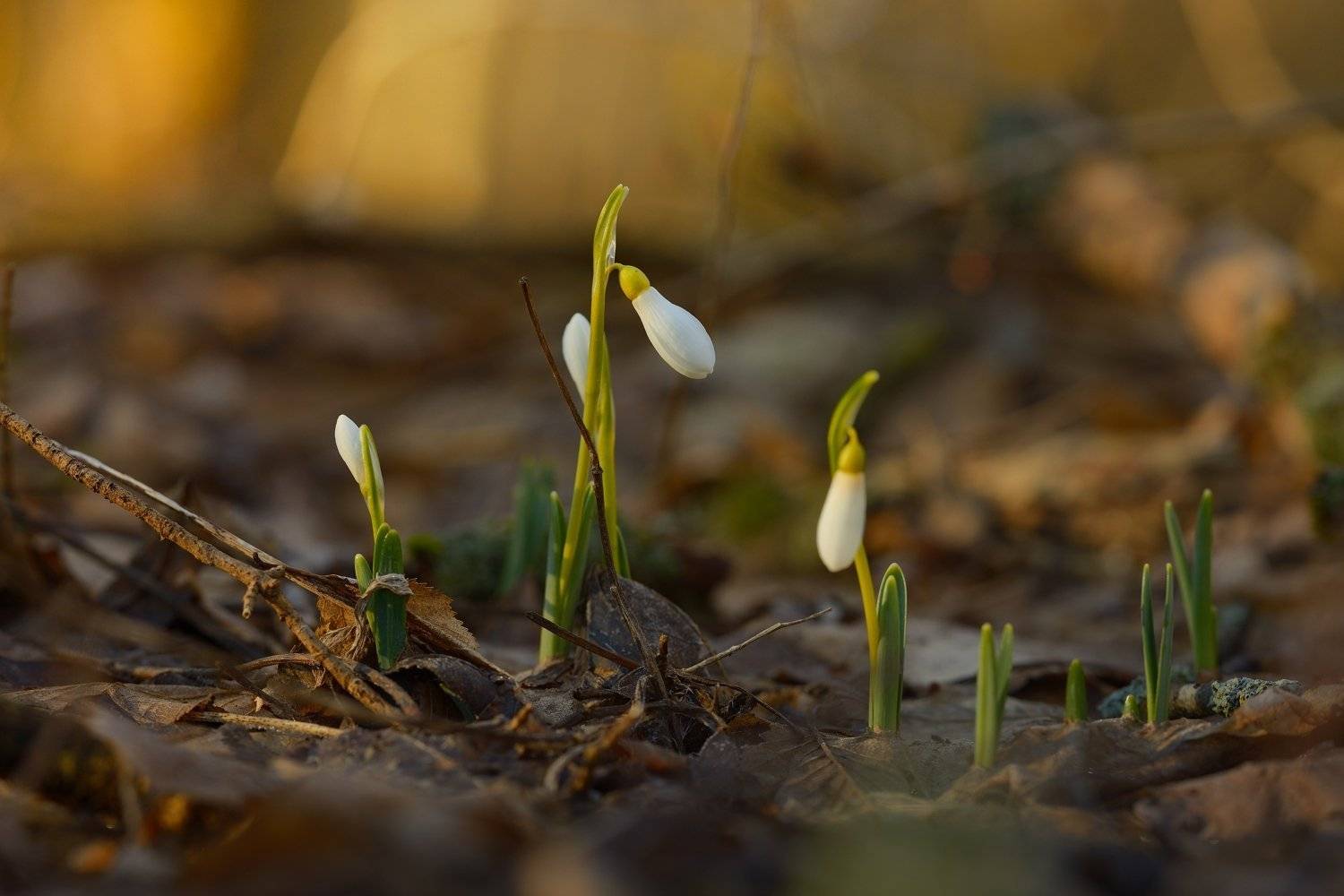 подснежник первоцвет, Александр Жарников