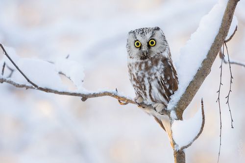 мохноногий сыч