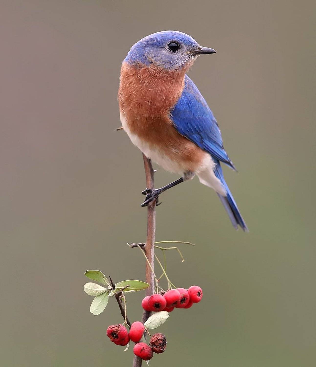 восточная сиалия, eastern bluebird,bluebird, Elizabeth Etkind