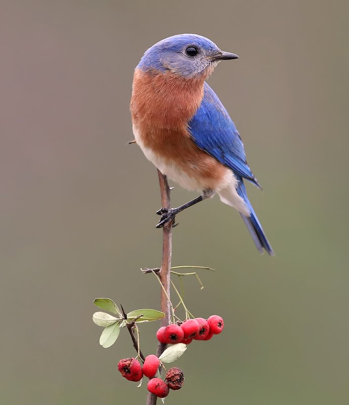 восточная сиалия, eastern bluebird,bluebird Восточная сиалия cамец - Eastern Bluebird male фото превью