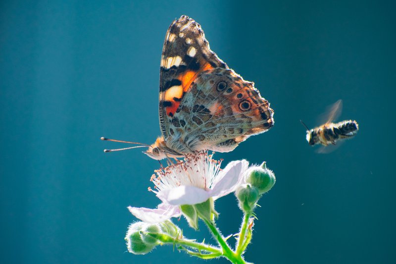 макро,природа,бабочка,цветы  фото превью