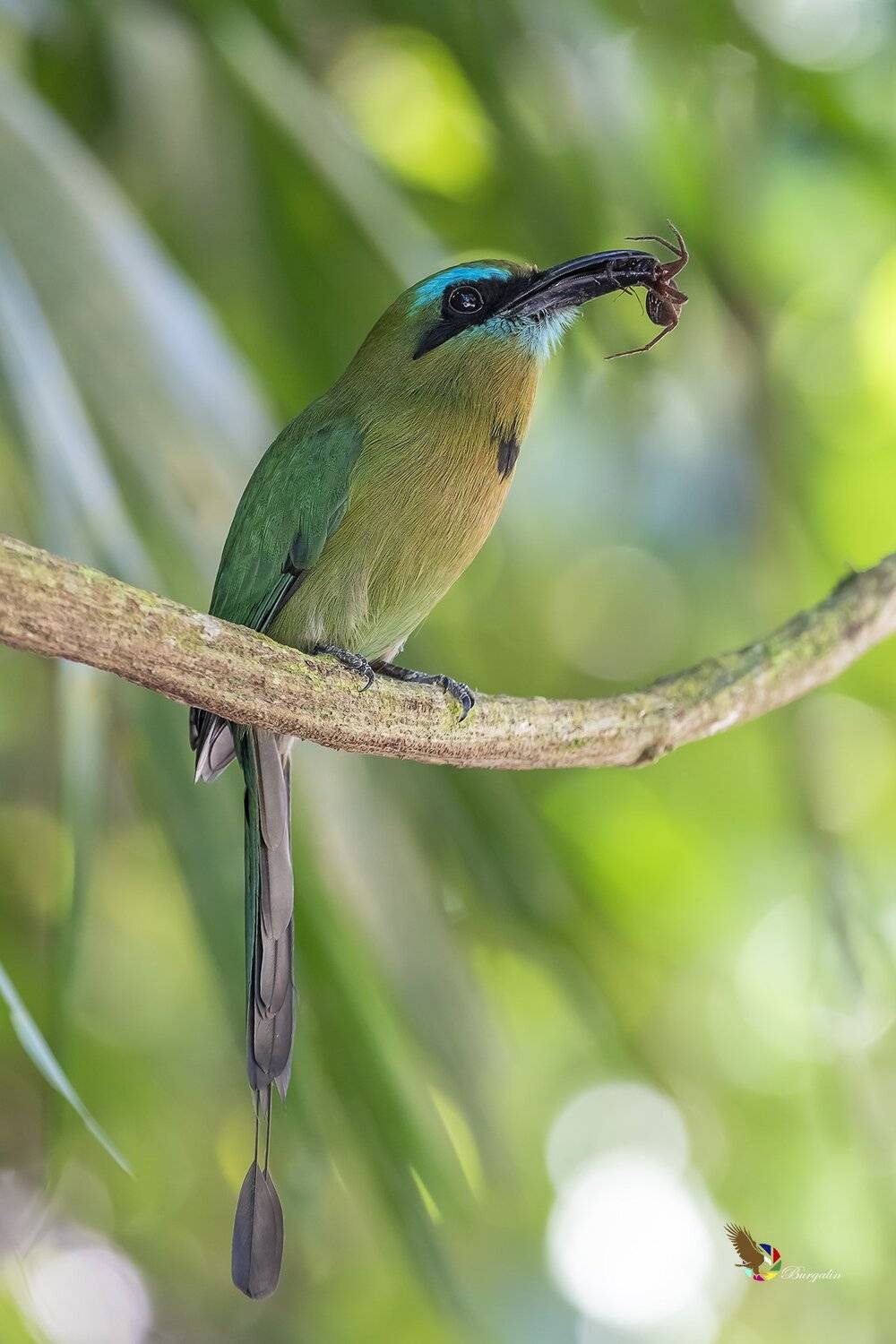 , Fernando Burgalin Sequeira