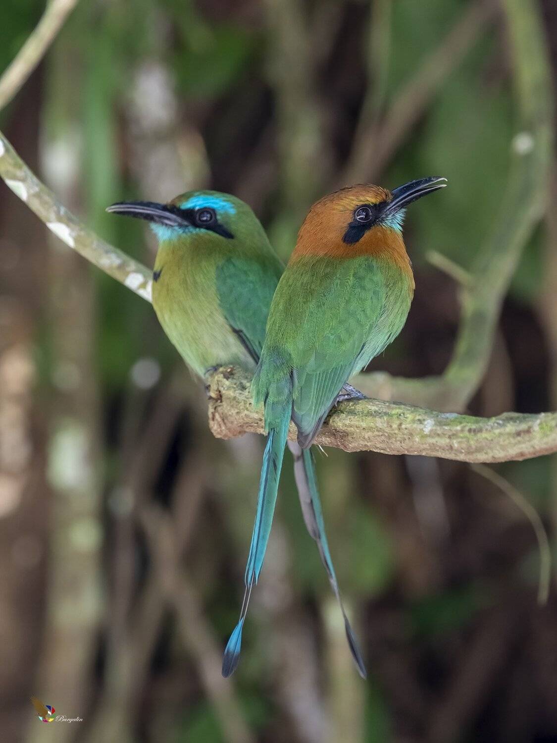 , Fernando Burgalin Sequeira