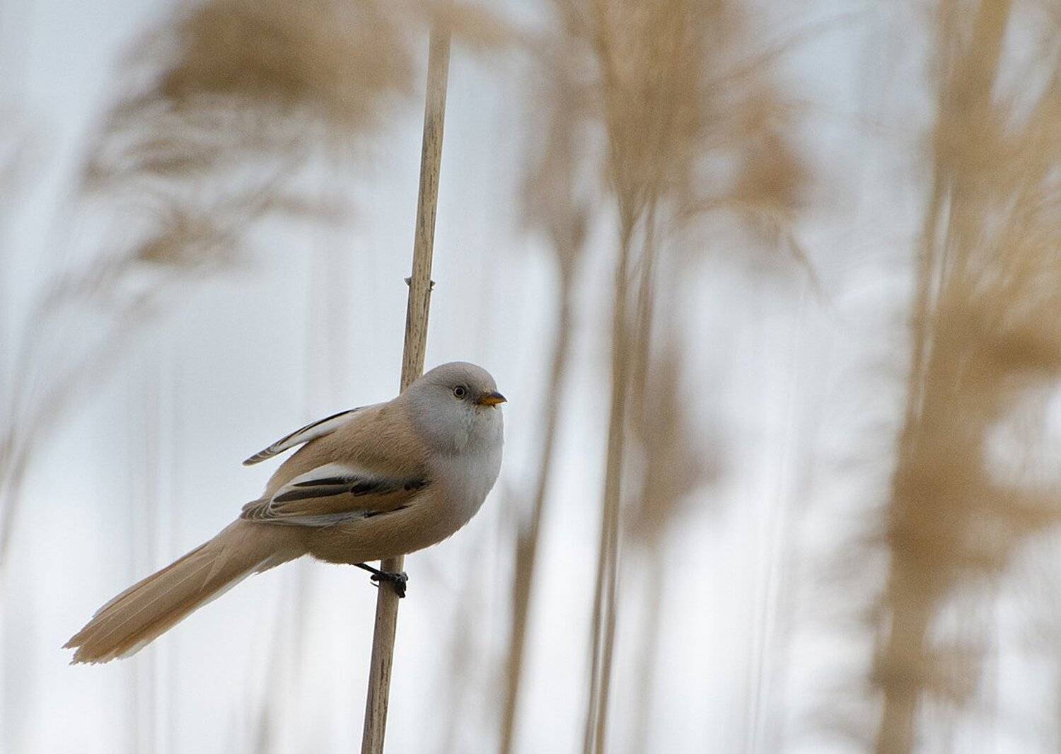 птица, самка усатой синицы, Михаил Агеев