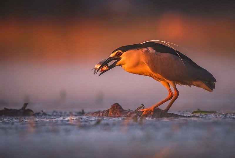 Удачная рыбалка фото превью