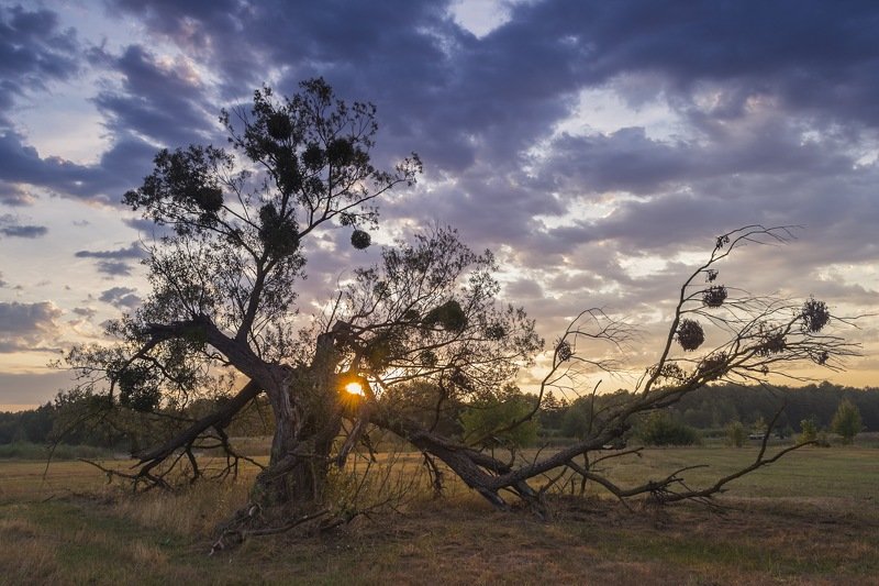 дерево,рассвет,композиция,фотография,искусство,свет,украина,гадяч,сергей корнев,пейзаж,природа На рассвете фото превью