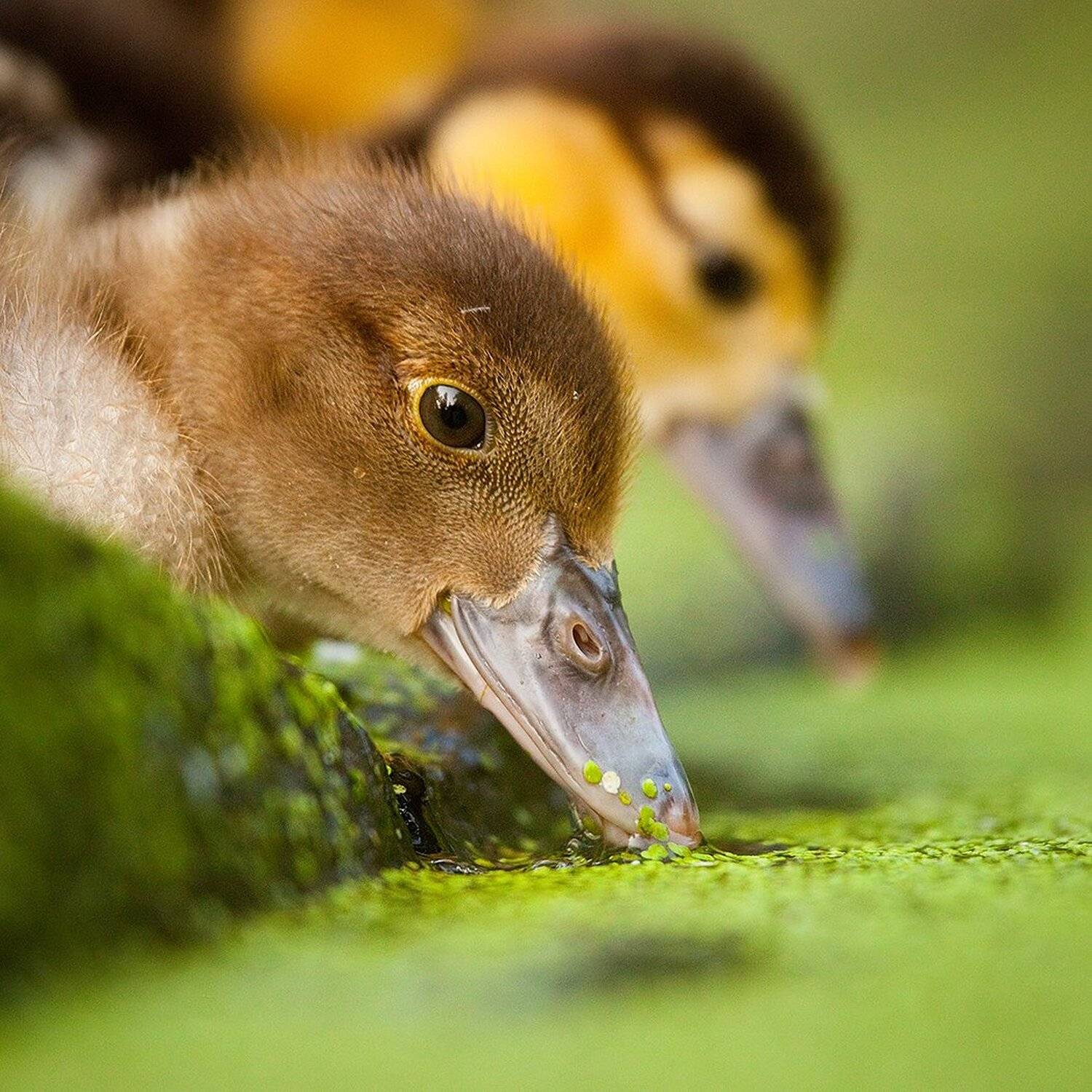 , Robert Adamec