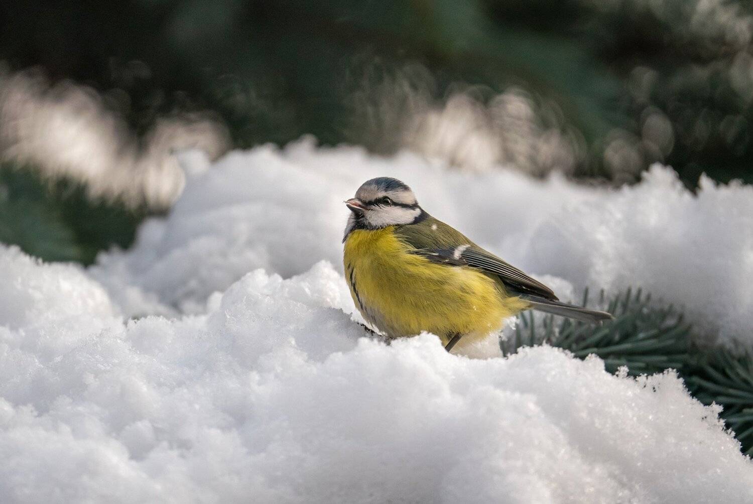 , Константин Дэм