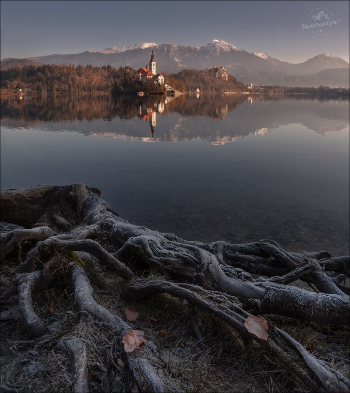 словения, блед, lake bled, slovenia, корни, roots К О Р Н И фото превью