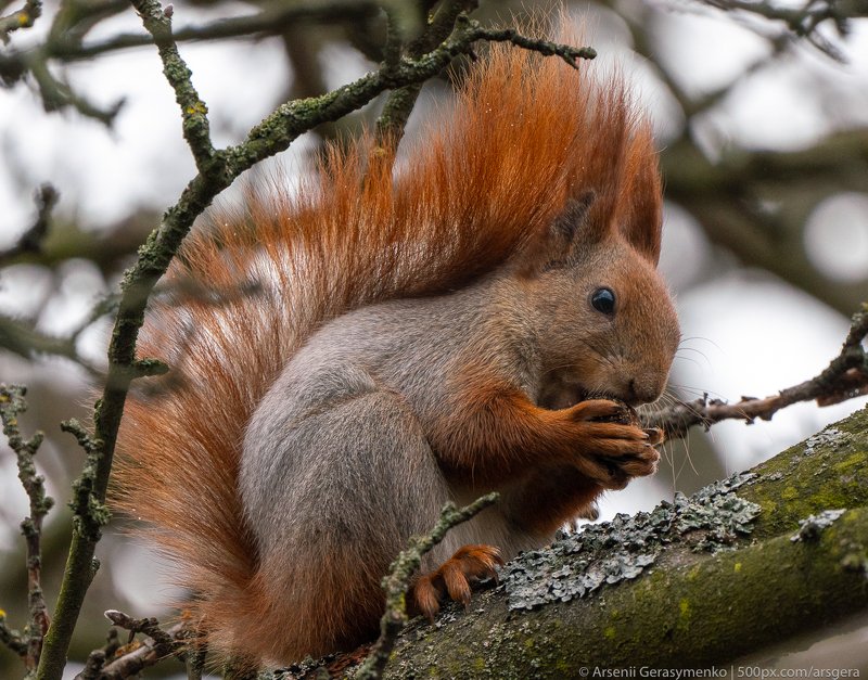 vulgaris, red squirell, portrait, native, hair, curious, beautiful, eating, hungry, outside, animals, sciurus vulgaris, eat, bushy, one, squirrel, cute, wild, nature, wildlife, rodent, mammal, red, fur, green, brown, tail, animal, fluffy, nut, forest, sma The red squirrel or Eurasian red squirrel Sciurus vulgaris eating nuts portrait. Animal and wildlife photo фото превью