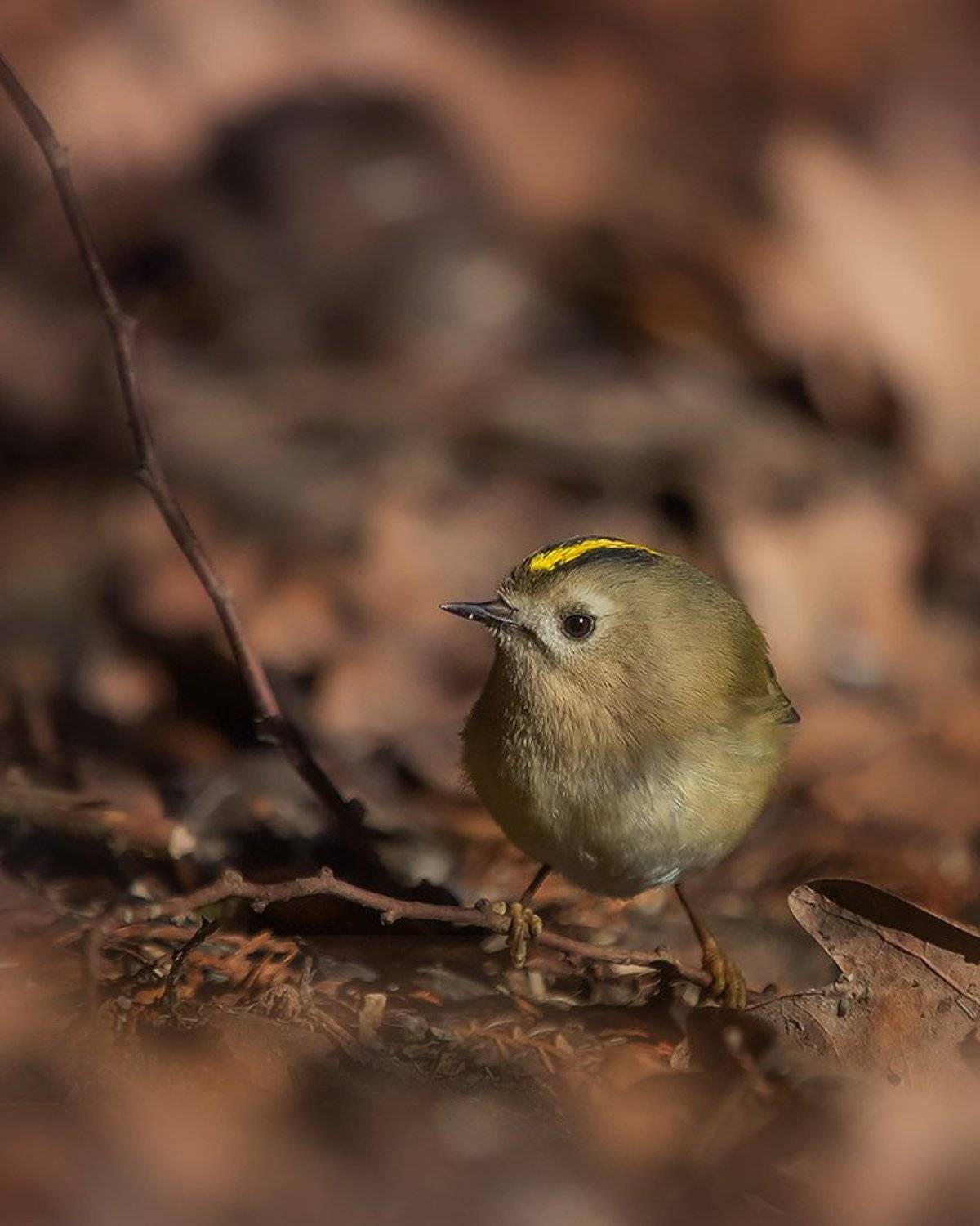 птица, королёк, Наталия Сытина