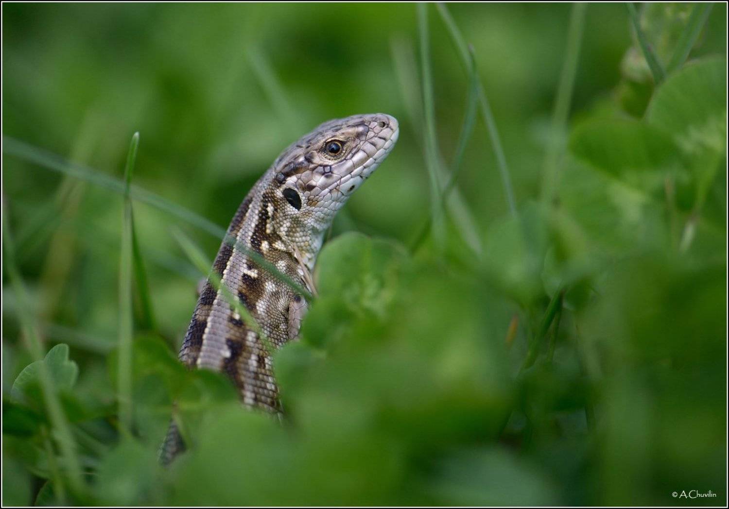 ящерка,моделька, Александр Чувилин