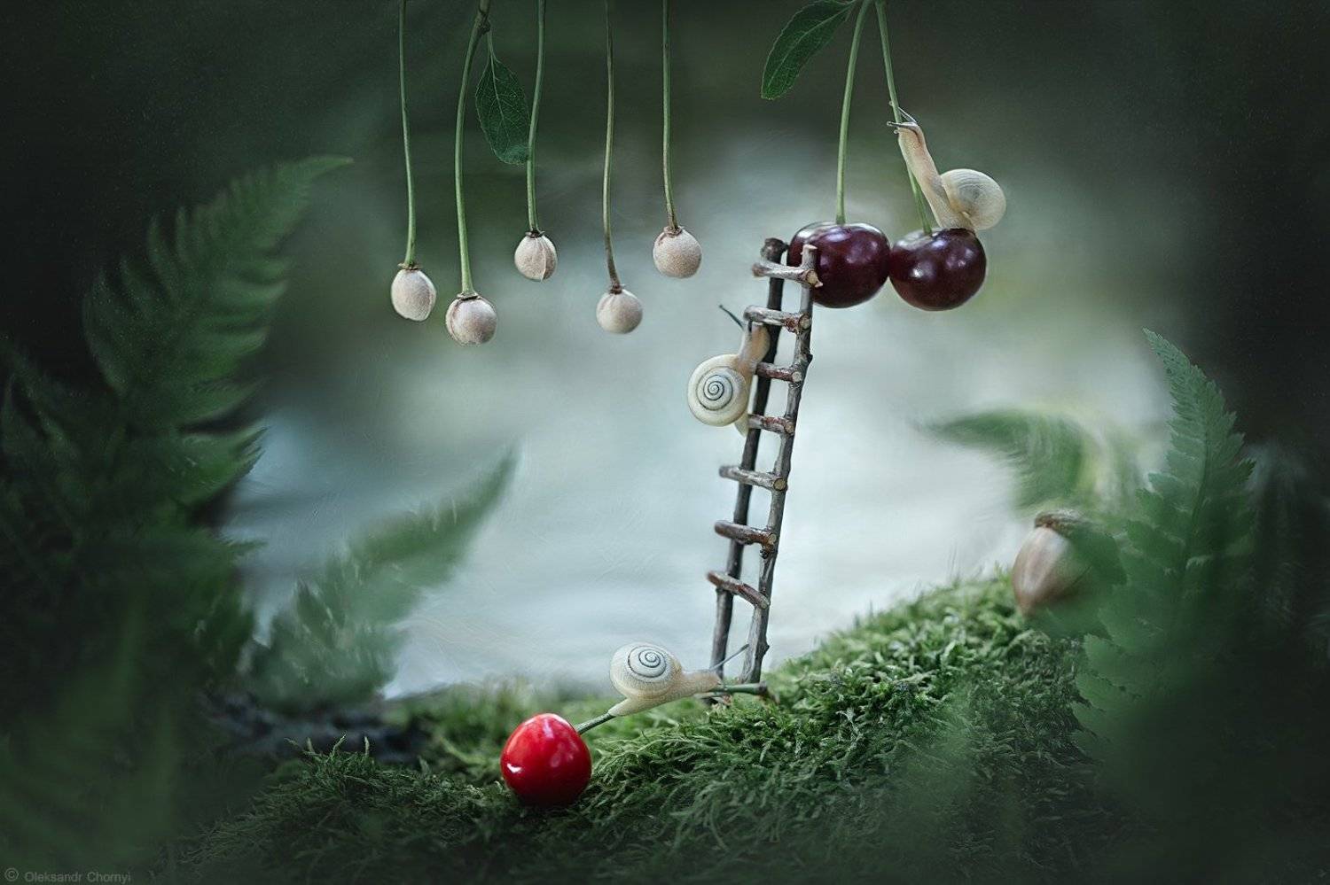 украина, коростышев, природа, макро, макро красота, макро мир, волшебство, сказка, лето, вишенка, улитка, сказка, гармония, магия, любовь, нежность, урожай, мгновение, мох, тайна, счастье, фотограф, чорный,, Александр Чорный