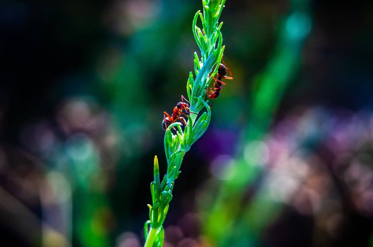 макро, насекомое, муравей, insect, fauna, detail, боке, bokeh, трава, поле, вечер, животные, field, Владислав Грибов