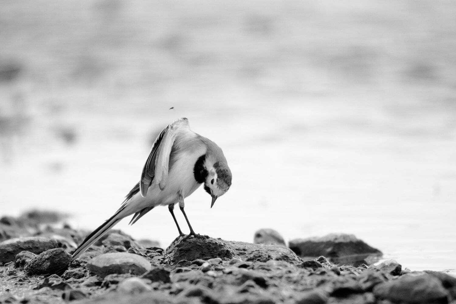 белая трясогузка, птица чистит перья, чб, чёрно-белое фото, дикая природа, Москва река, Motacilla alba, чёрно-белая птица, Ксения Соварцева