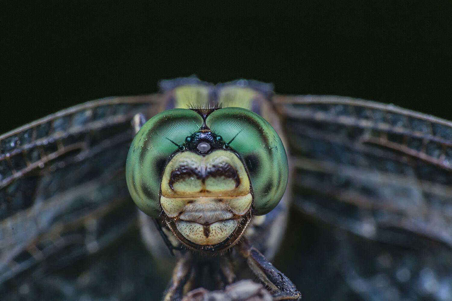garden, nature, outdoor, macro, close up, dragonfly, fly, wings, insect, sun, lighting, eyes, focus, NeCoTi ChonTin