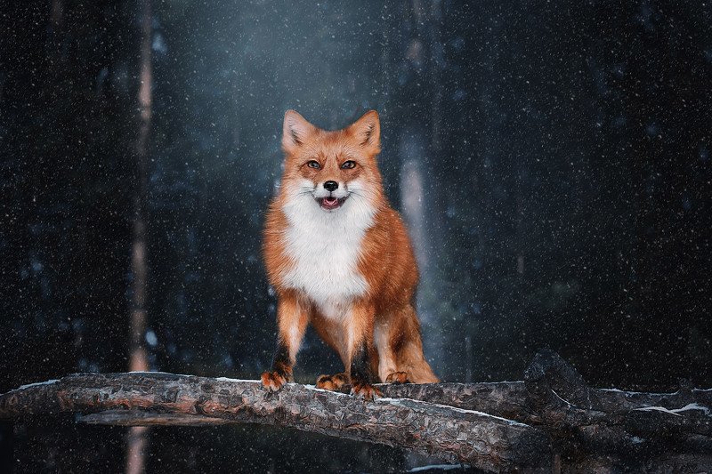 Ночной Лис фото превью