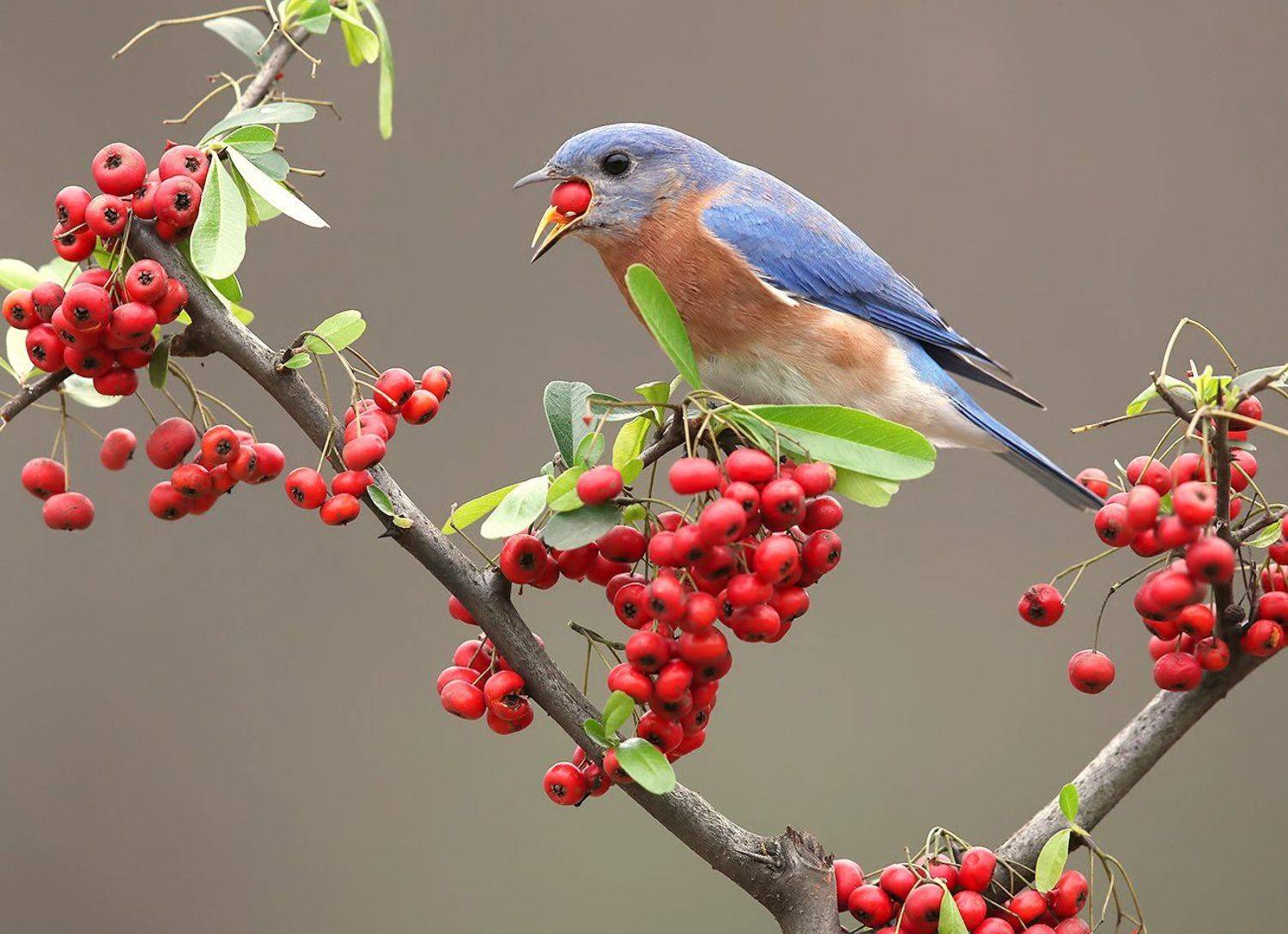 восточная сиалия, eastern bluebird,bluebird, Elizabeth Etkind
