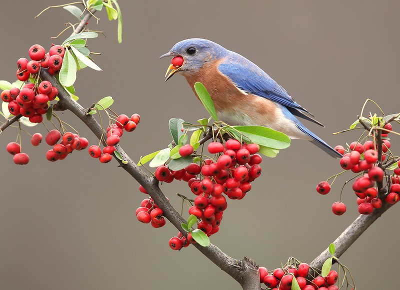 восточная сиалия, eastern bluebird,bluebird Аммм....Eastern Bluebird male - Восточная сиалия фото превью