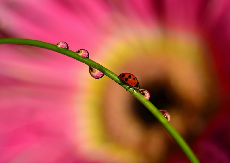макро, насекомые, коровка, божья коровка, волшебство, макро мир, цвет, отражение, вода, капли, В отражении... фото превью