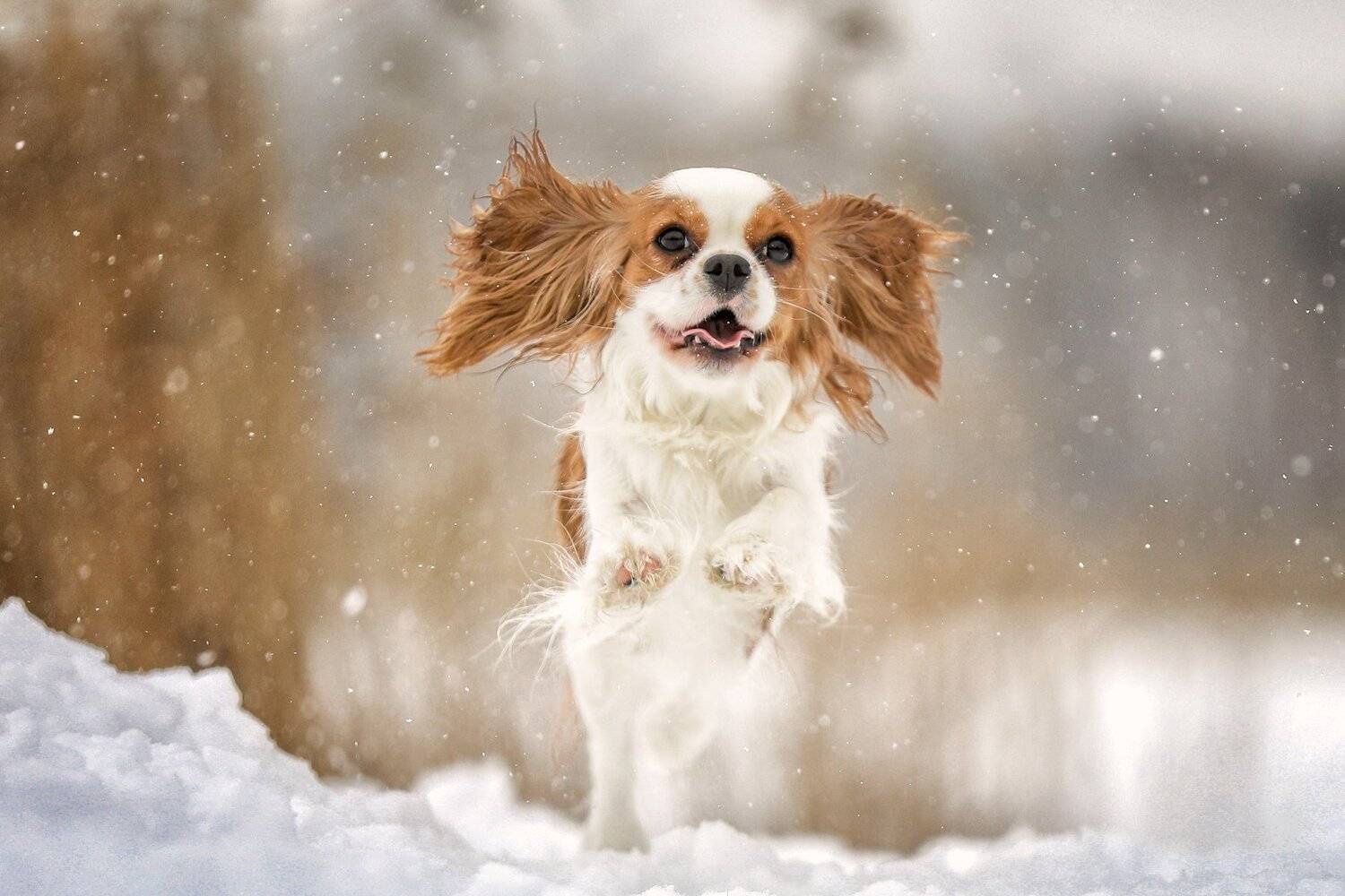 , Андрей Ершов