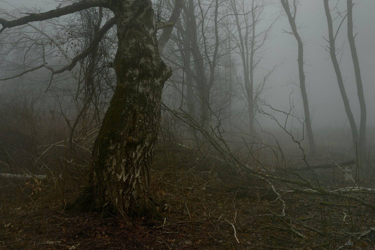 зима утро туман береза, Александр Жарников