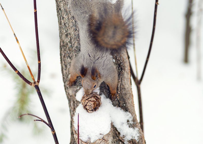 белка *** фото превью