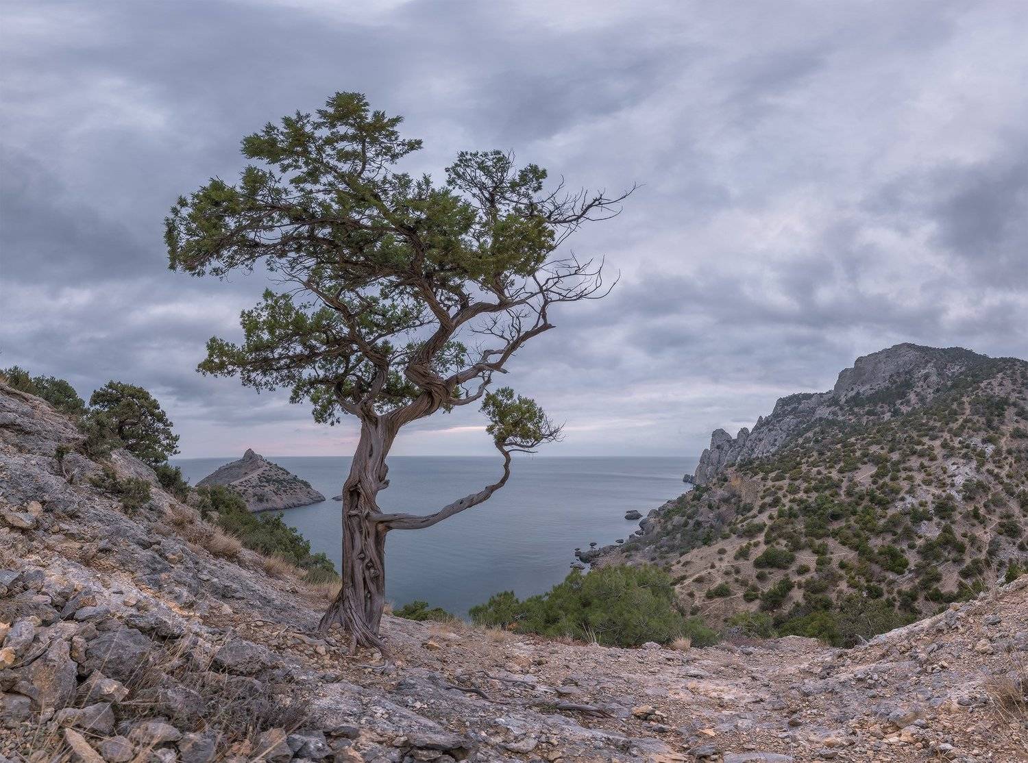 крым, новый свет, реликтовая роща, можжевельник,февраль,мёртвый, сезон, вечер, не сбывшийся, закат, Николай Мысливцев