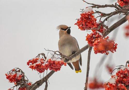 Свиристель на рябине..