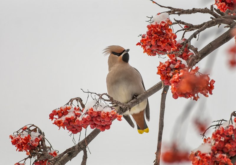 birds, птица, свиристель, рябина, зима, Свиристель на рябине.. фото превью