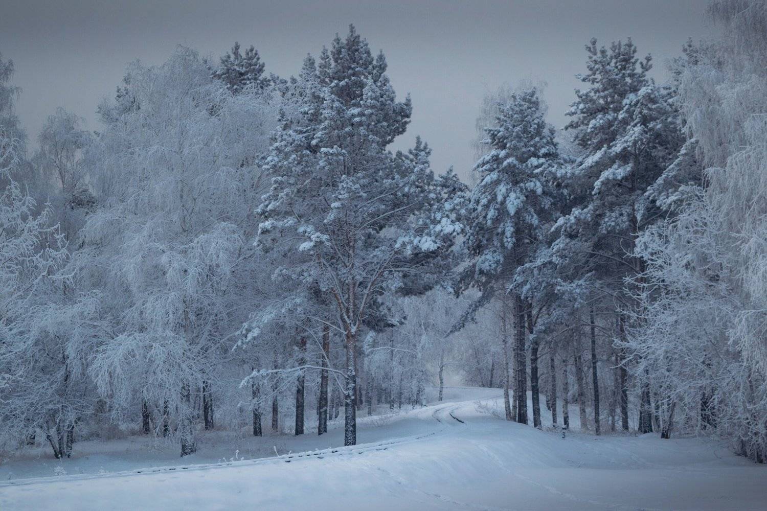 иней, снег, деревья, зима, Екатерина Назарова