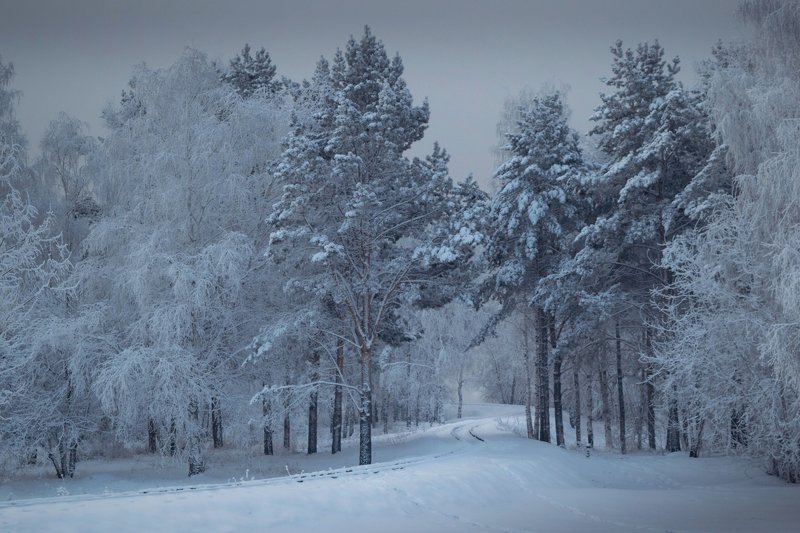 иней, снег, деревья, зима Хмурое утро фото превью