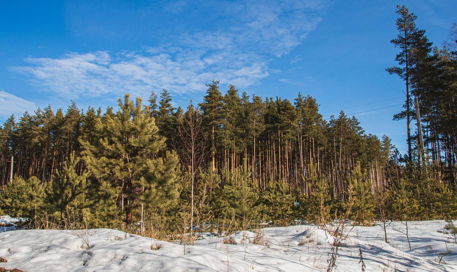, Владимир Васильев