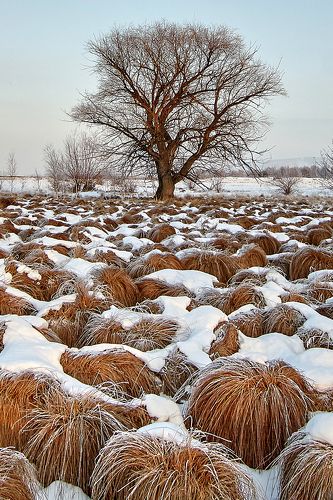 Головы Воинов, Чингиз - Хана