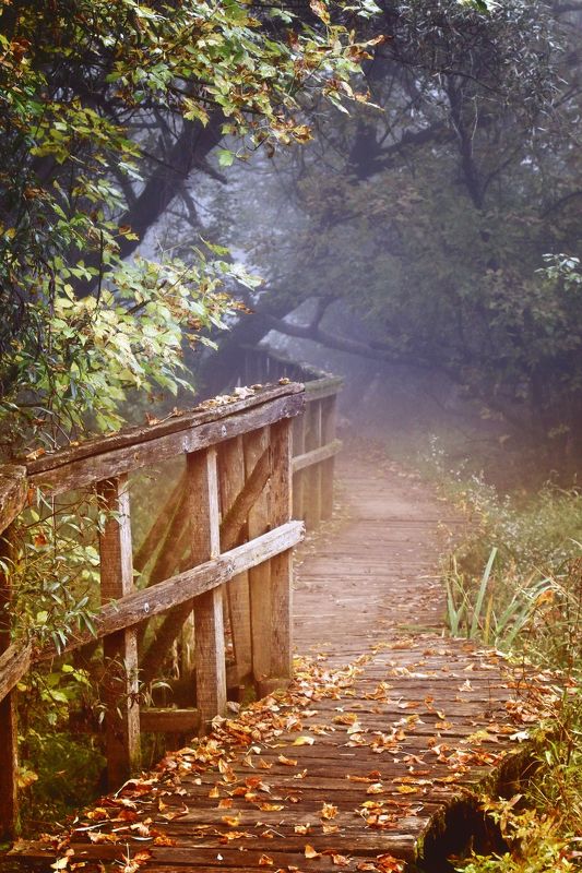 Foggy morning.... фото превью